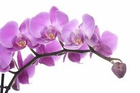 orkidea1.jpg